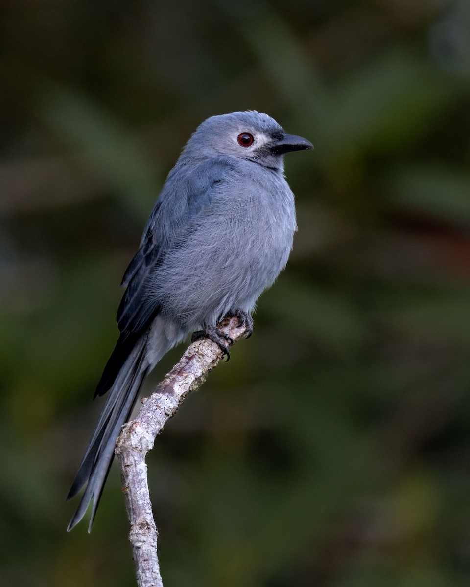 Ashy Drongo - ML643582894
