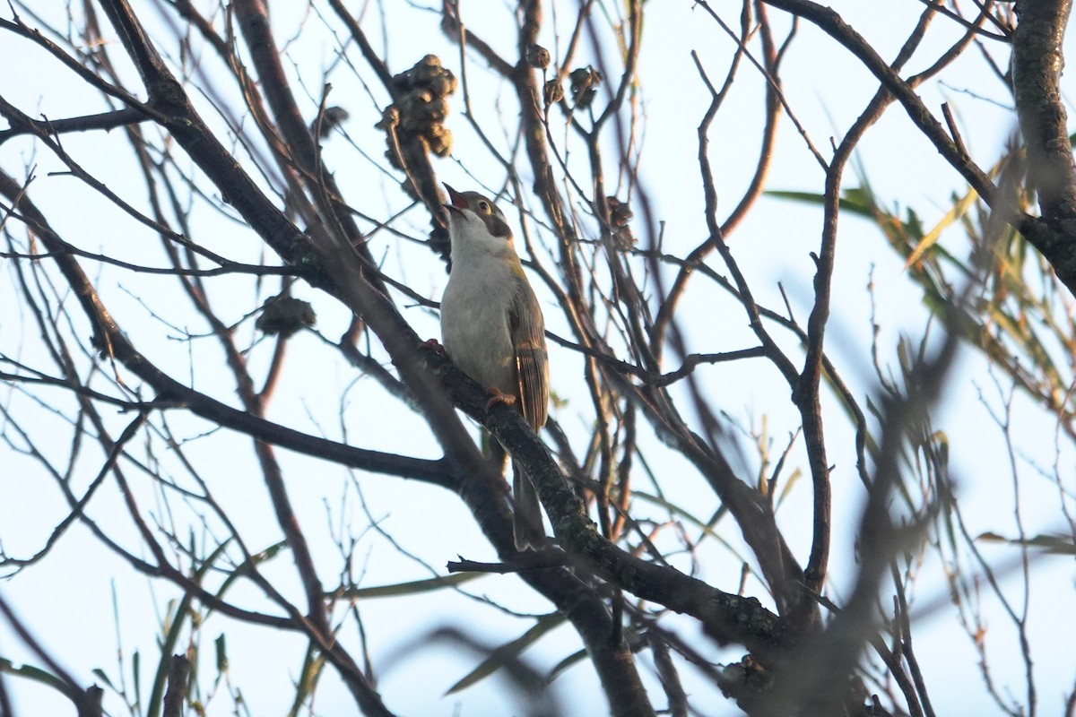 Brown-headed Honeyeater - ML643582895