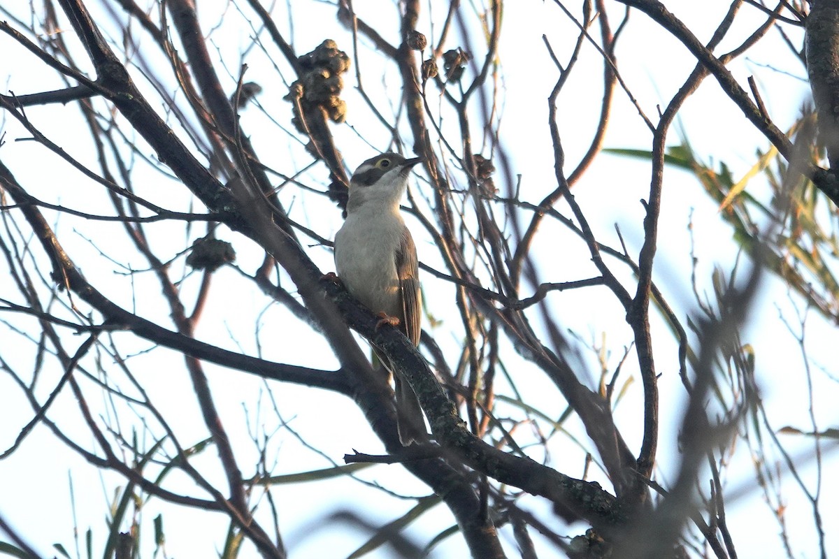 Brown-headed Honeyeater - ML643582896