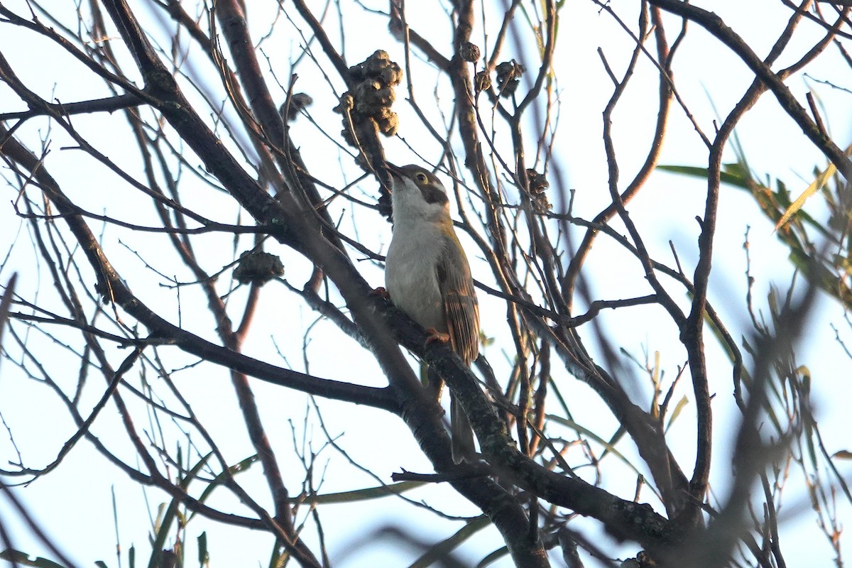 Brown-headed Honeyeater - ML643582897
