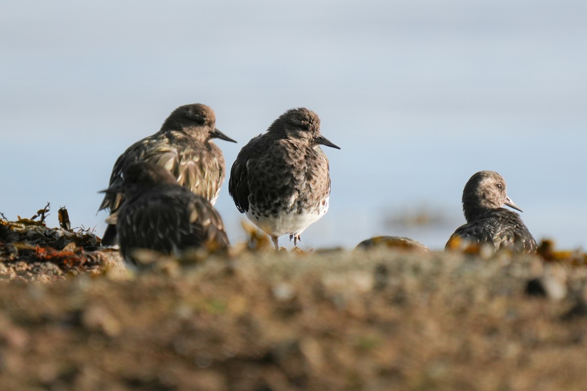 Black Turnstone - ML643582898