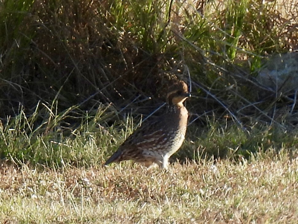Northern Bobwhite - ML643582899