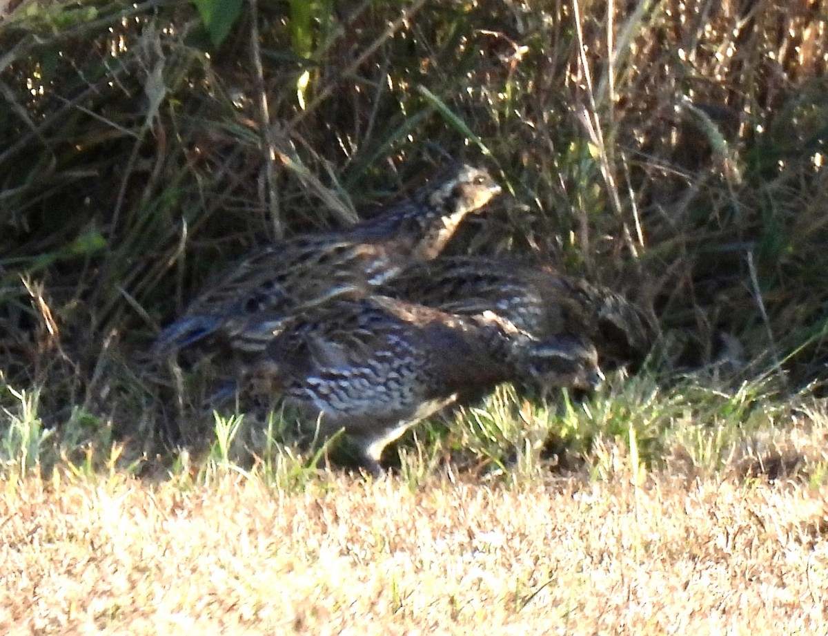 Northern Bobwhite - ML643582900