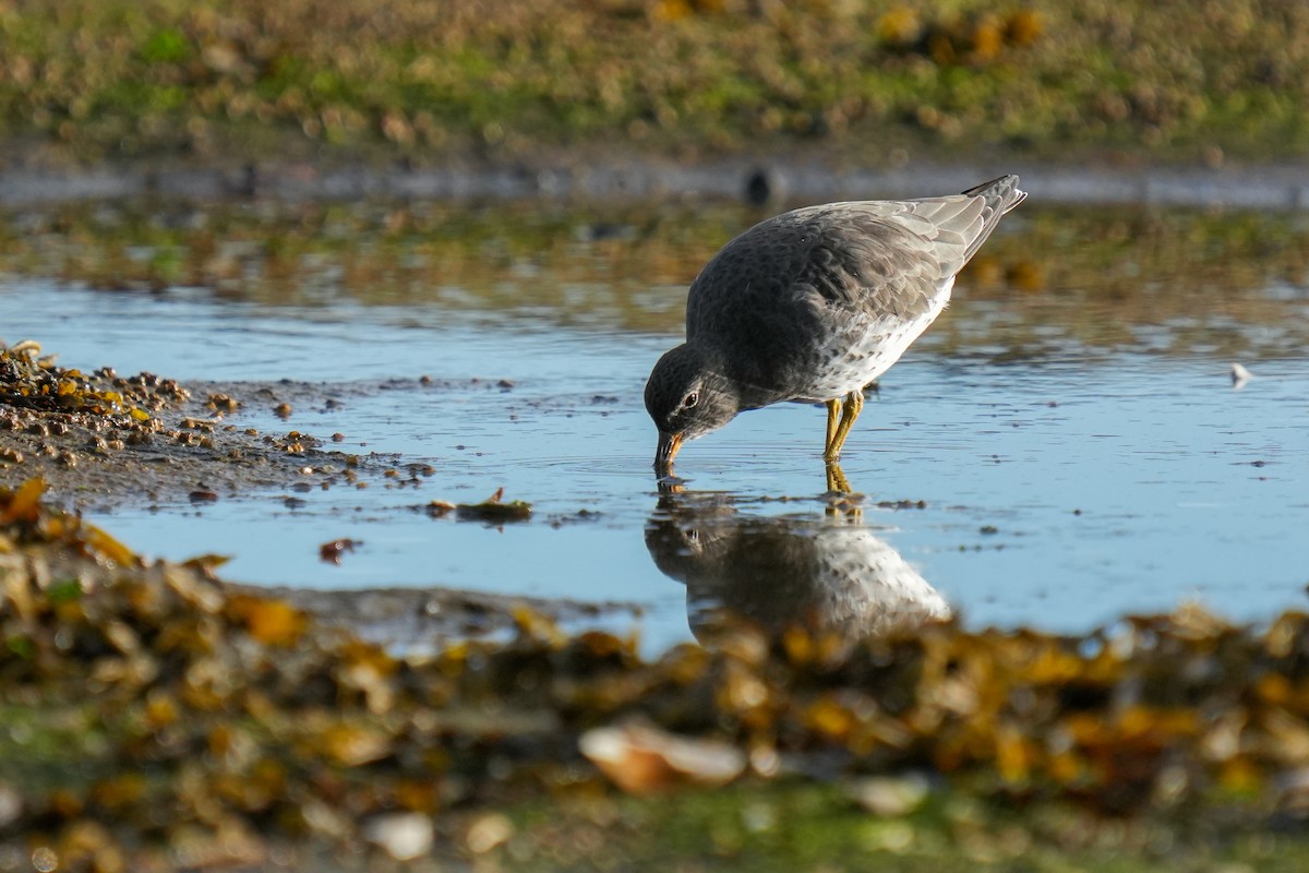 Surfbird - ML643582901