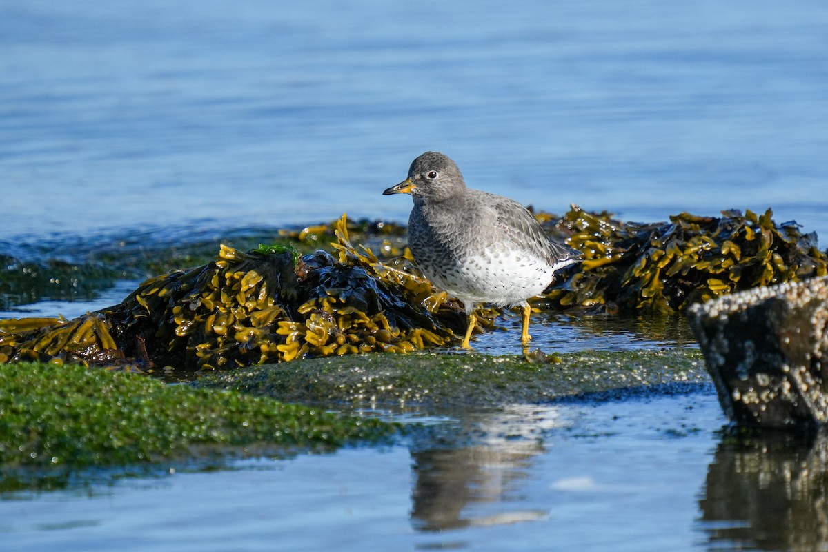 Surfbird - ML643582902