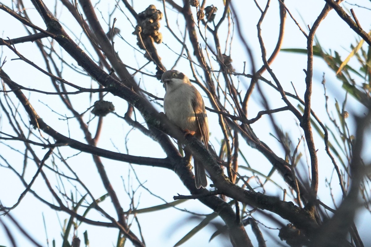 Brown-headed Honeyeater - ML643582903