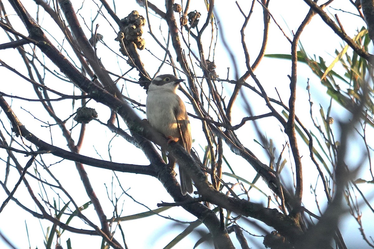 Brown-headed Honeyeater - ML643582904