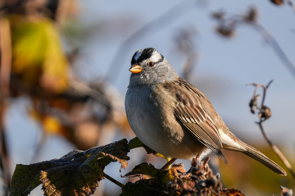White-crowned Sparrow (pugetensis) - ML643582905