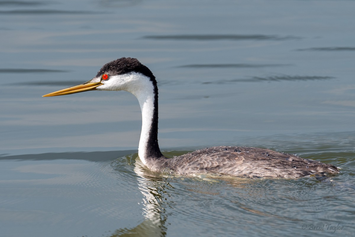 Western x Clark's Grebe (hybrid) - ML643582906