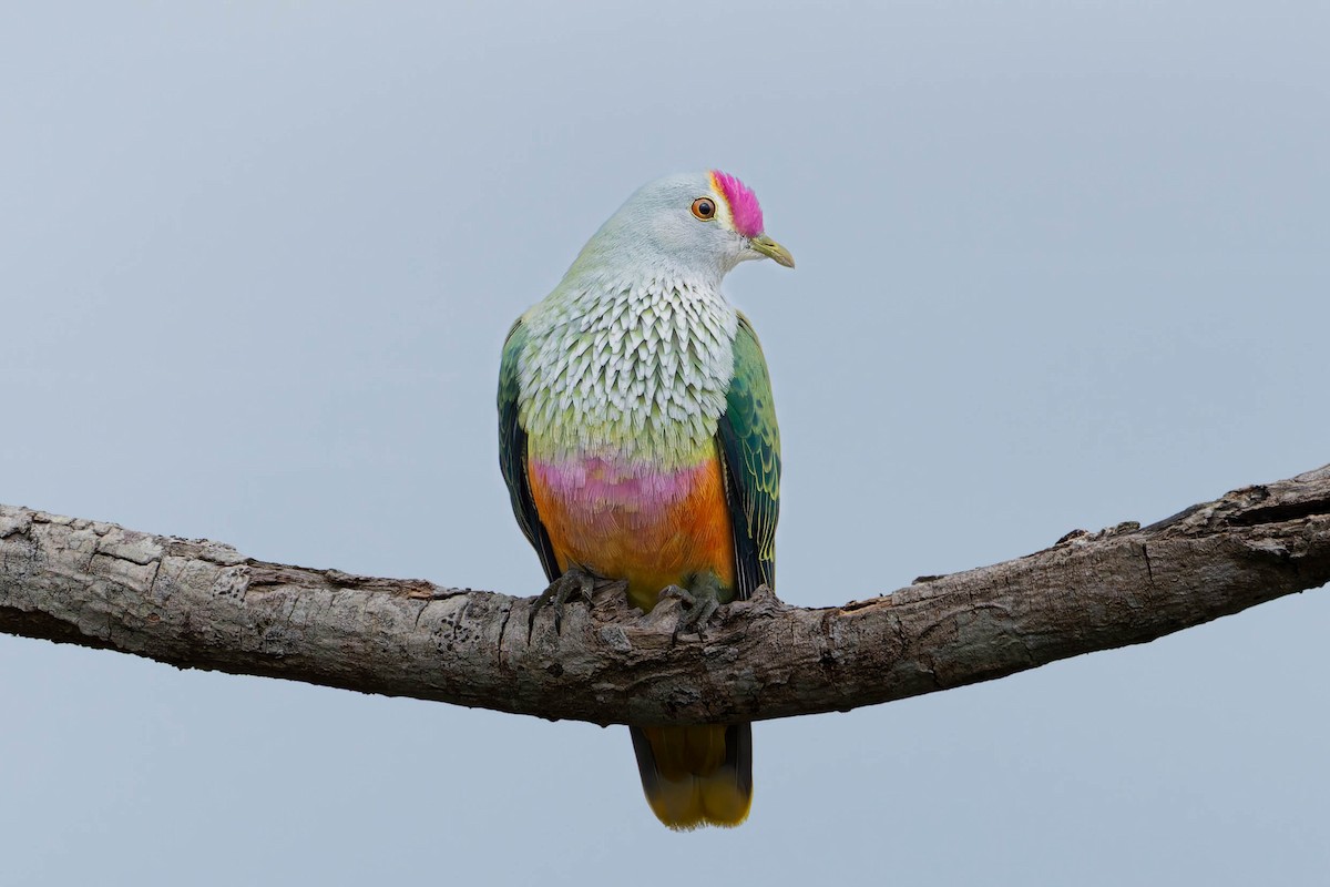 Rose-crowned Fruit-Dove - ML643582907