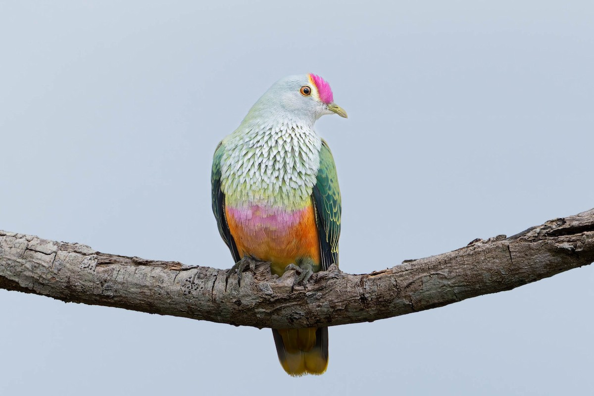 Rose-crowned Fruit-Dove - ML643582908