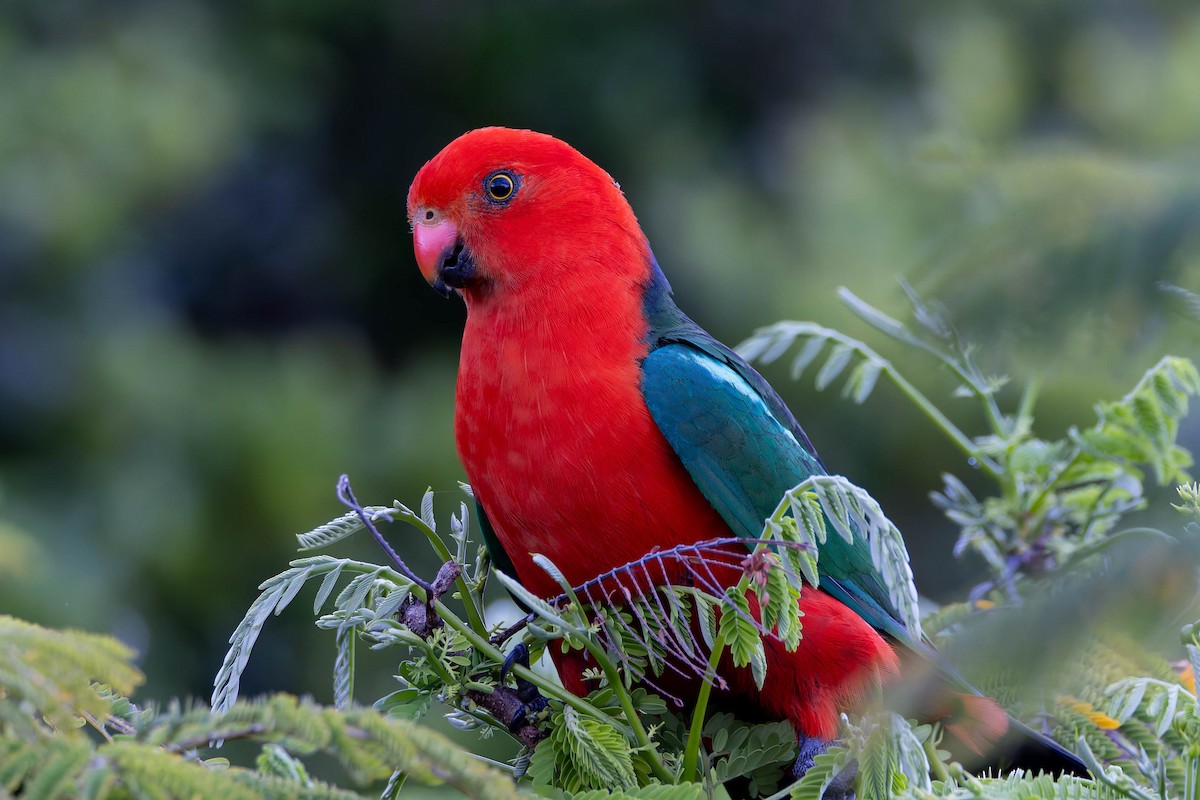 Australian King-Parrot - ML643582911