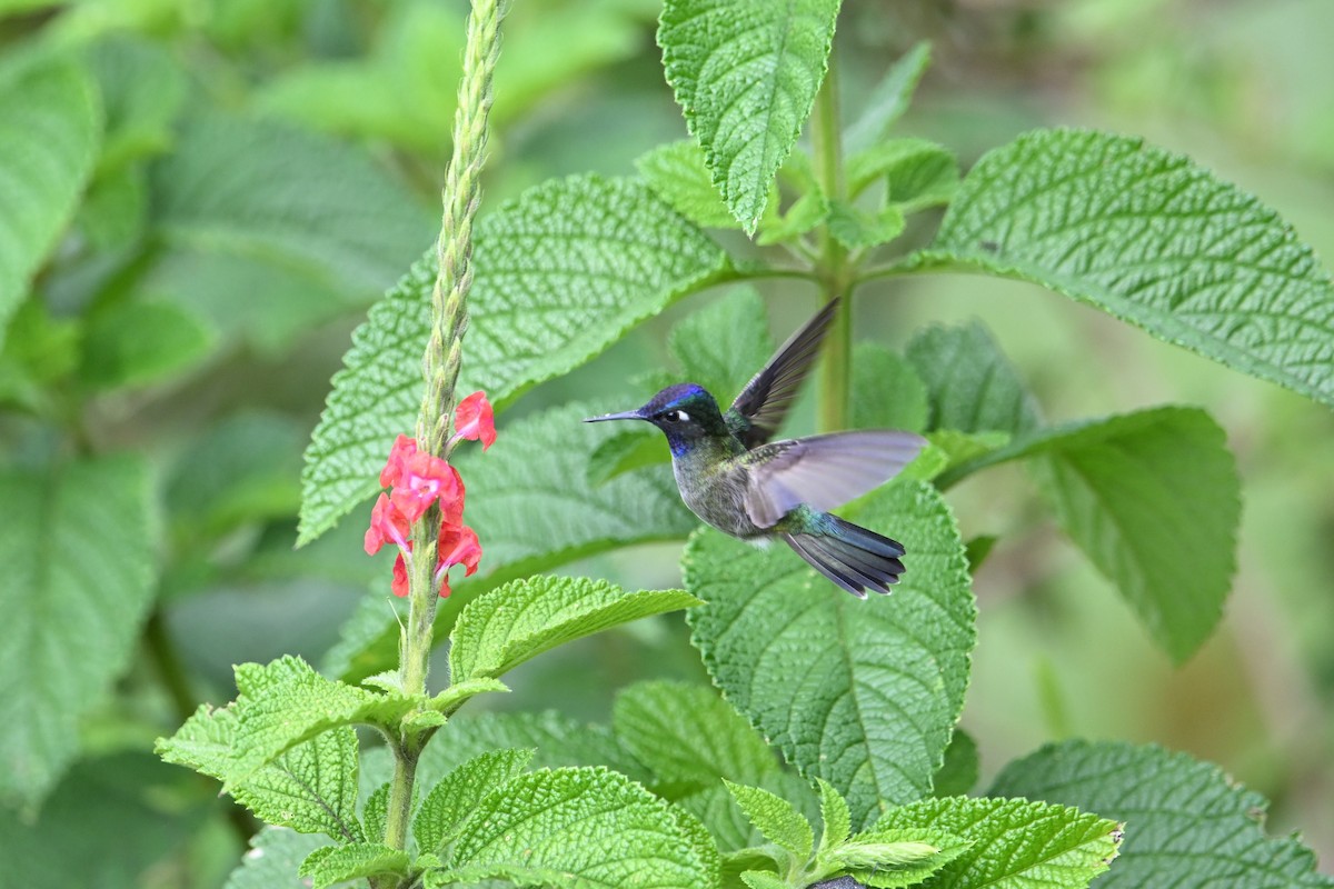 Violet-headed Hummingbird - ML643582912
