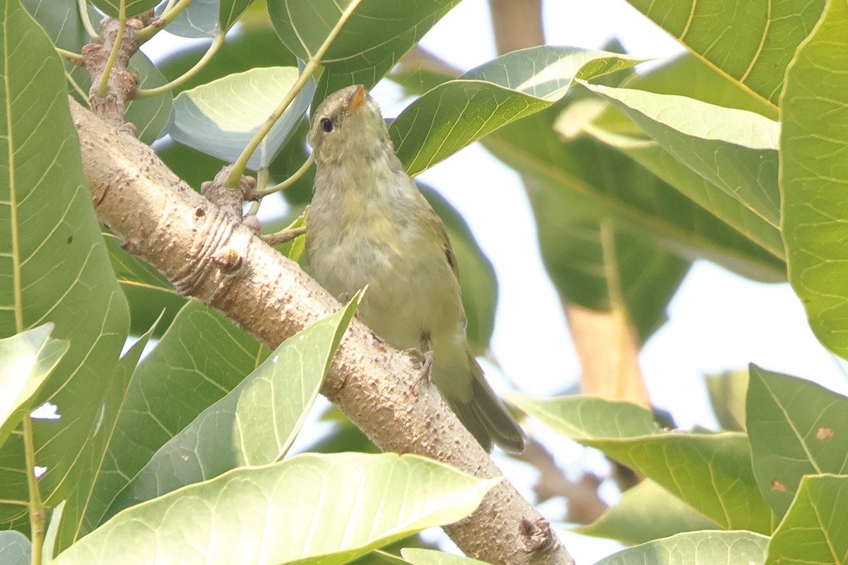 Greenish Warbler - ML643582913