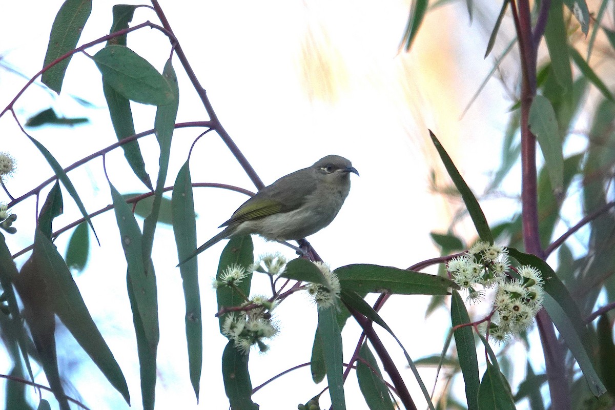Brown Honeyeater - ML643582914