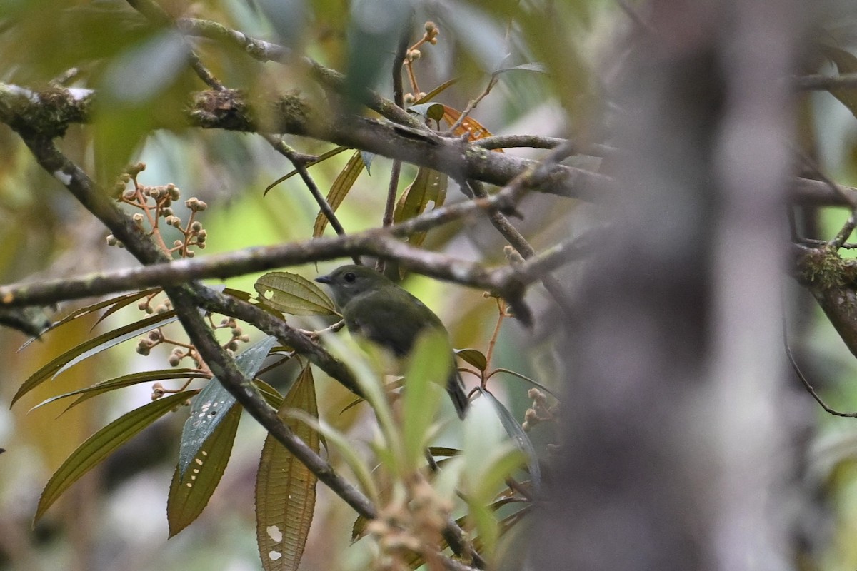 White-ruffed Manakin - ML643582915