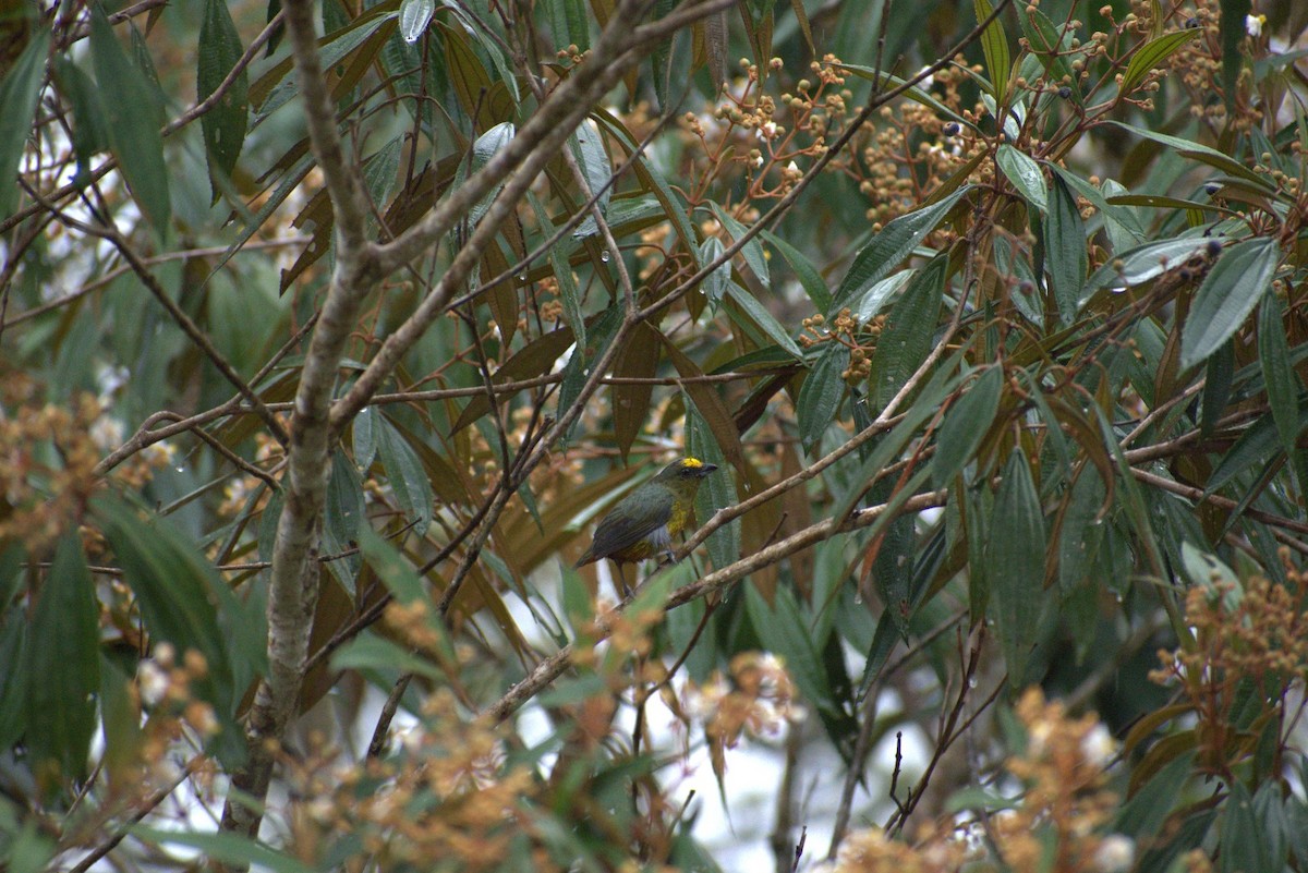 Olive-backed Euphonia - ML643582916