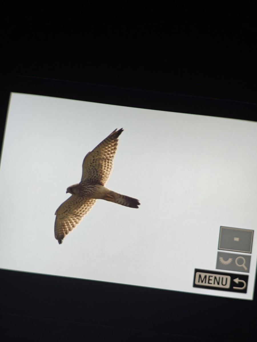 Eurasian Kestrel - ML643582917