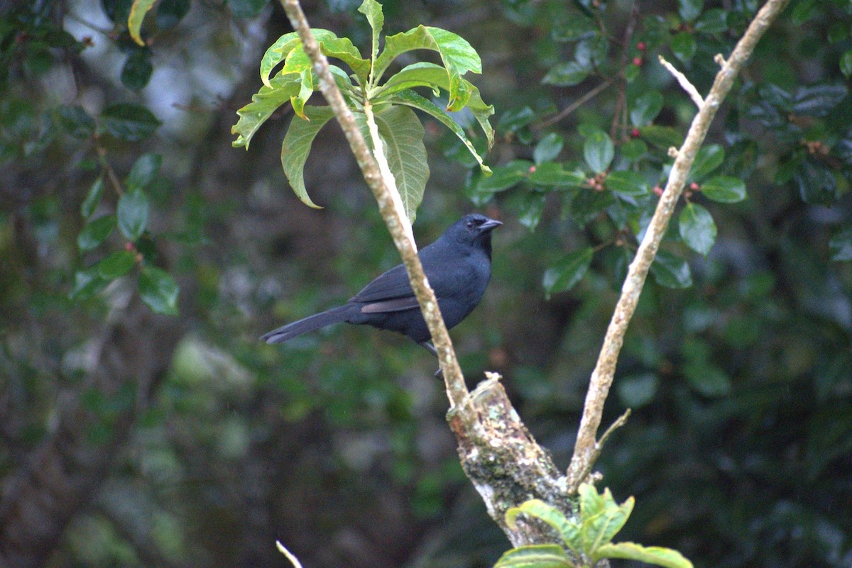 Melodious Blackbird - ML643582918