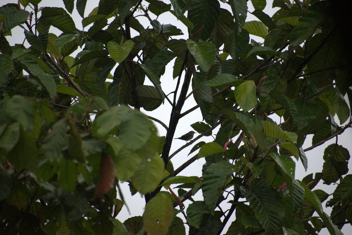Black-and-white Warbler - ML643582919