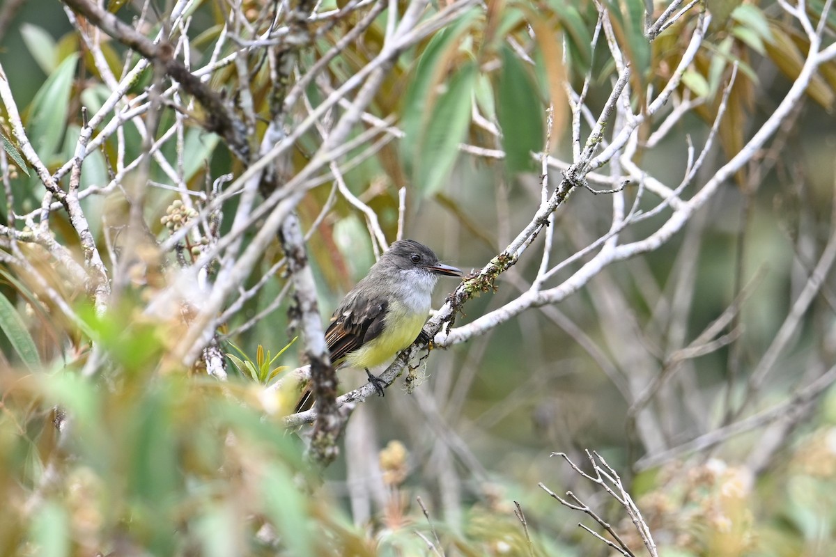 Dusky-capped Flycatcher - ML643582920
