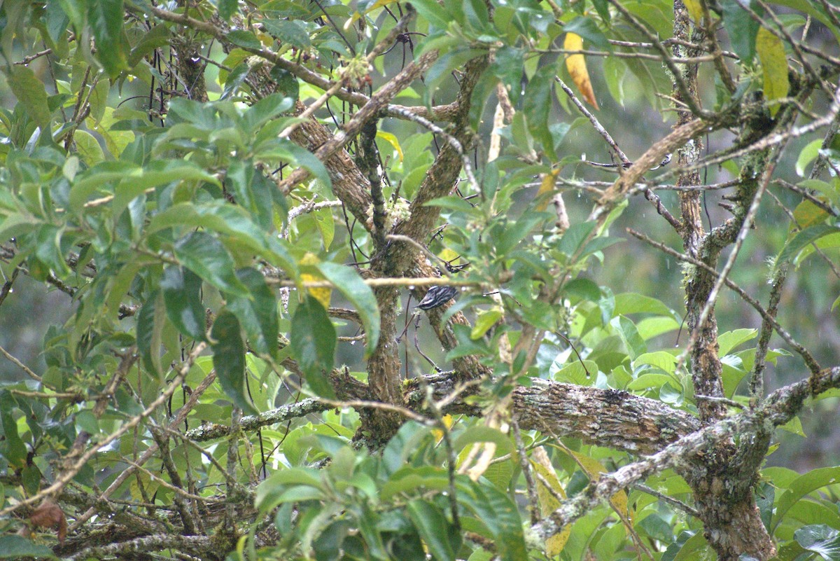 Black-and-white Warbler - ML643582921