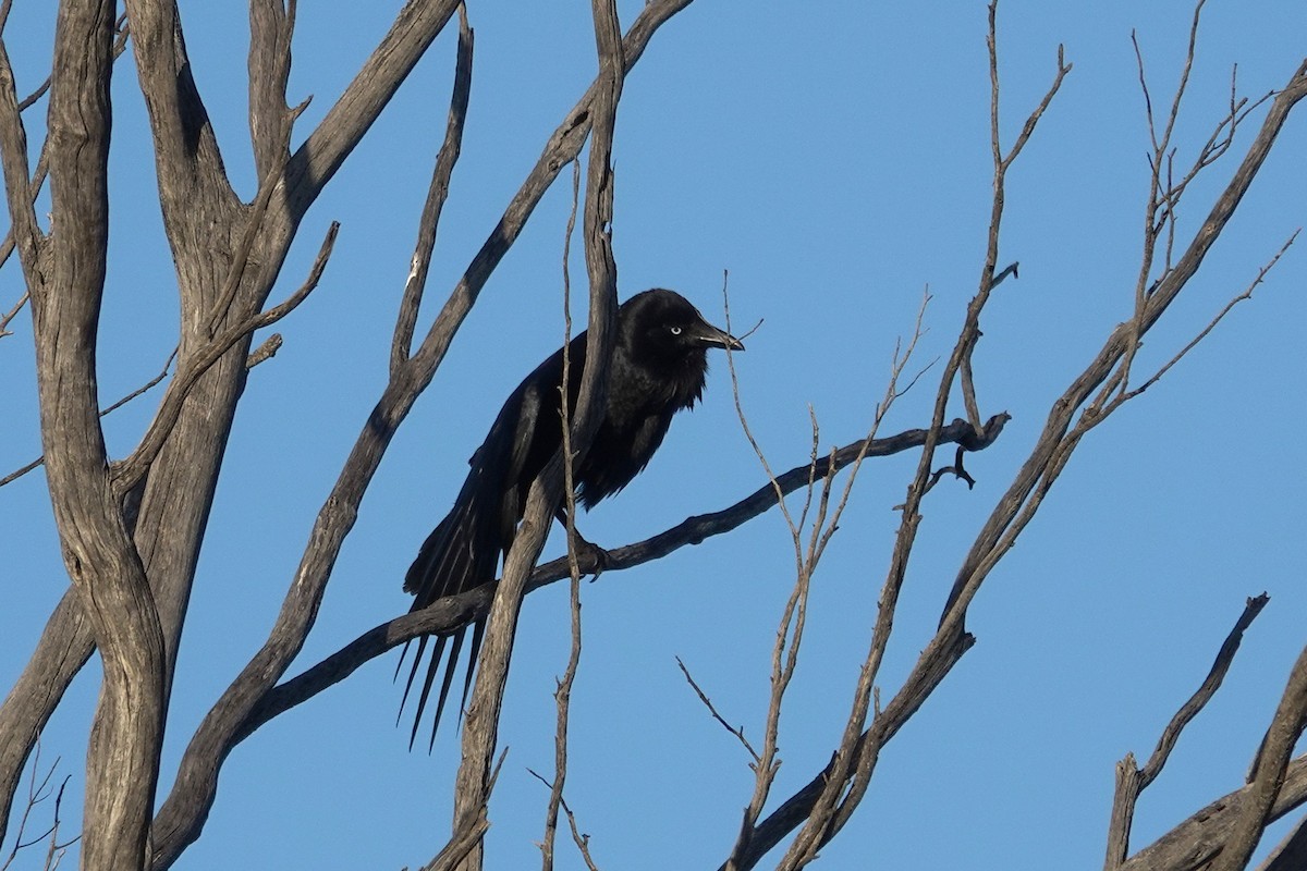 Australian Raven - ML643582922