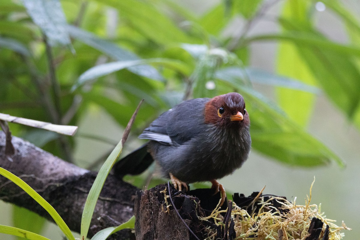 Chestnut-hooded Laughingthrush - ML643582924