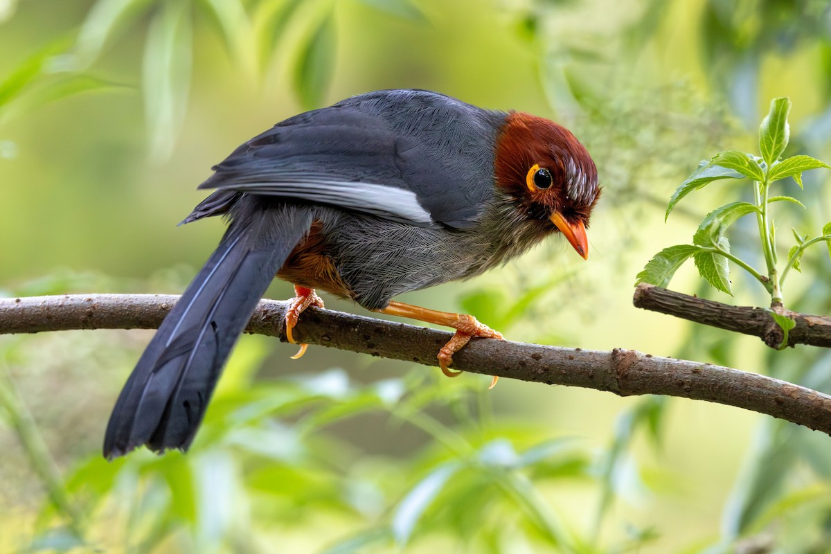 Chestnut-hooded Laughingthrush - ML643582925