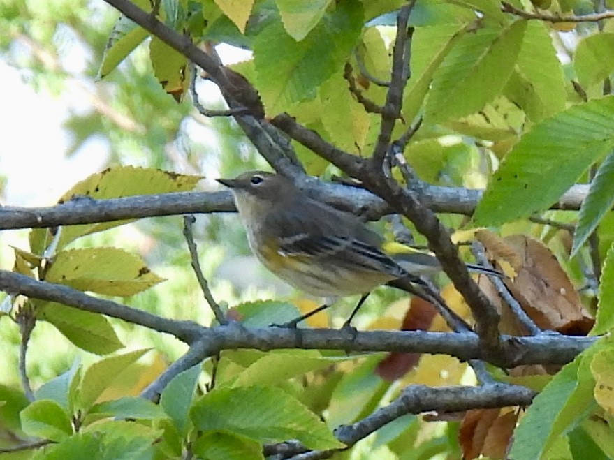 lesňáček žlutoskvrnný (ssp. coronata) - ML643582926