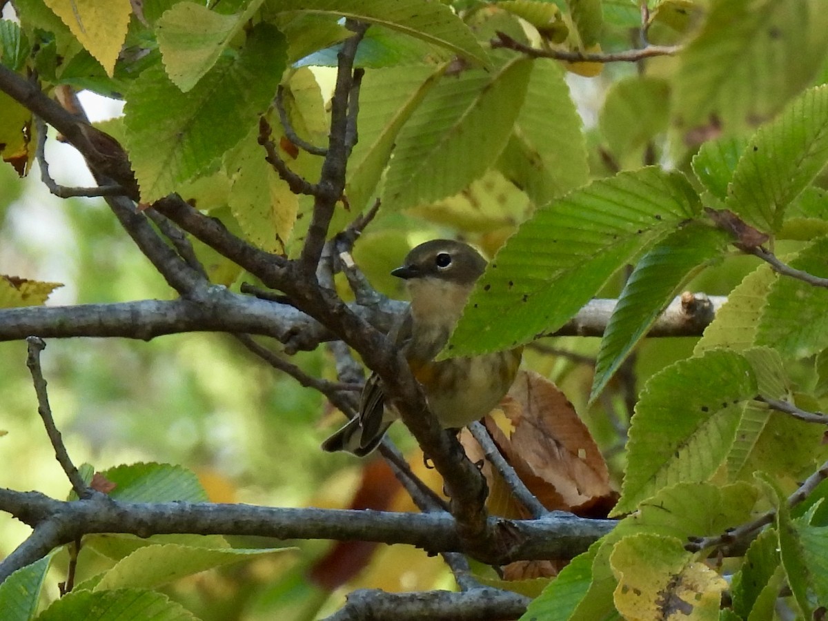 lesňáček žlutoskvrnný (ssp. coronata) - ML643582927