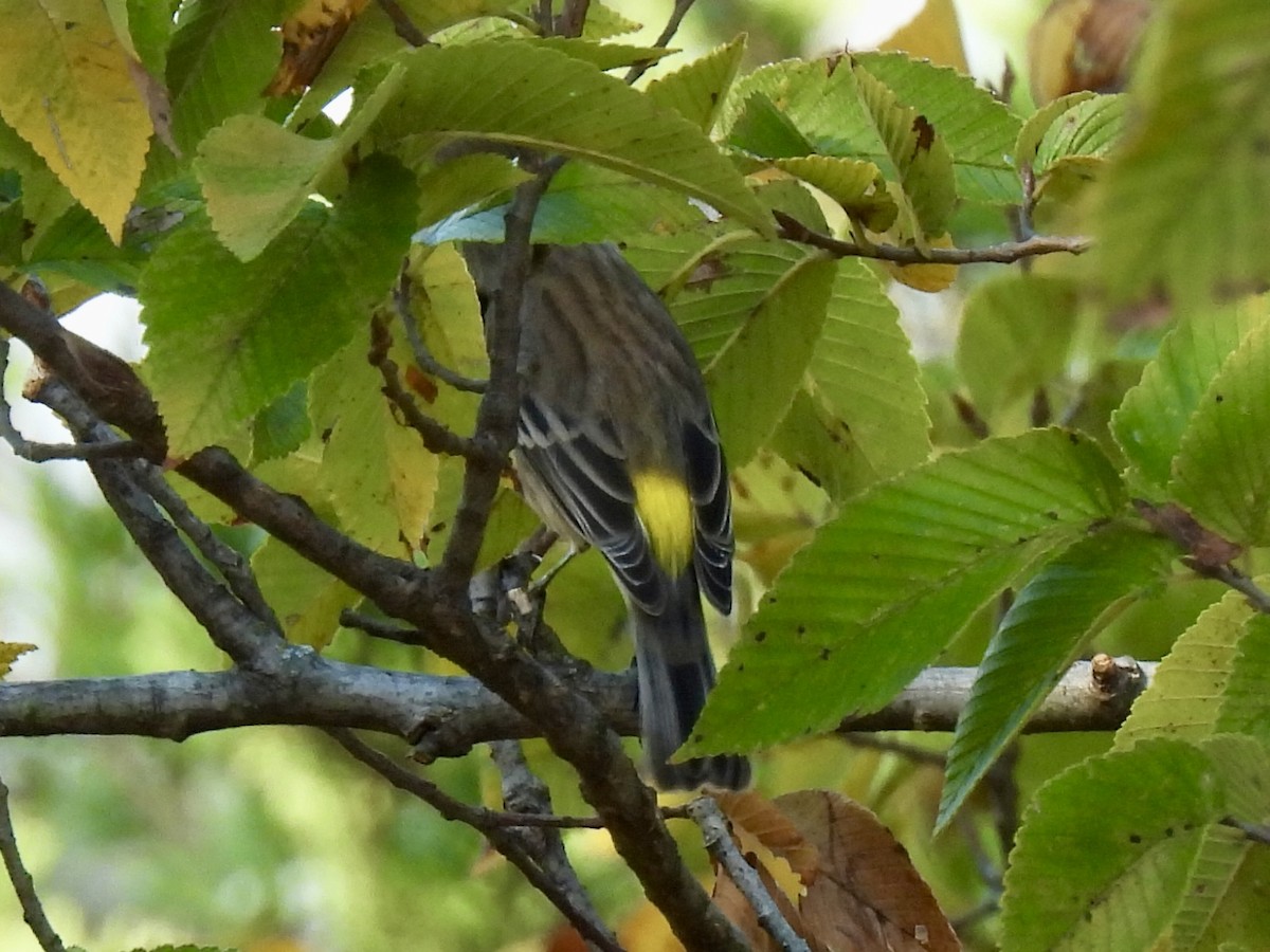 lesňáček žlutoskvrnný (ssp. coronata) - ML643582928