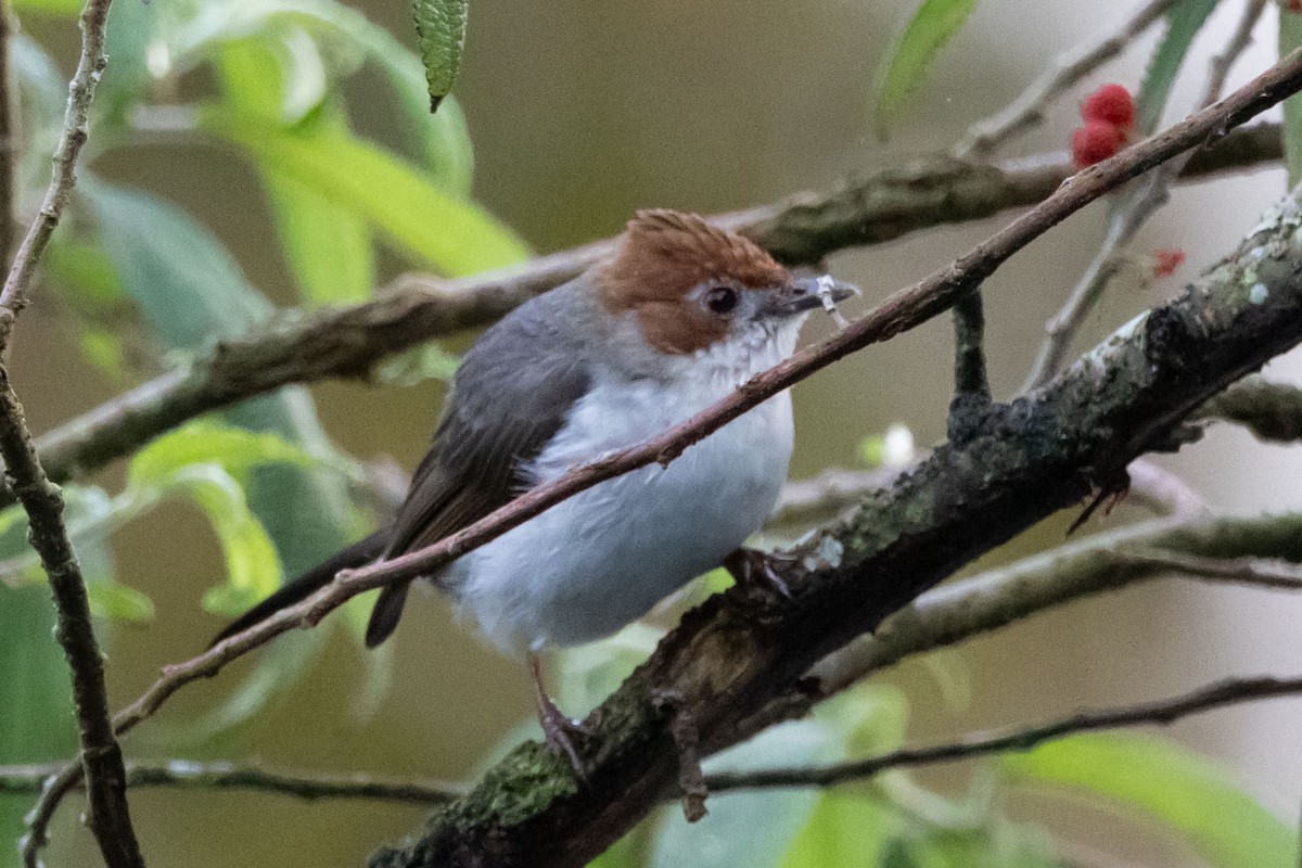 Chestnut-crested Yuhina - ML643582929