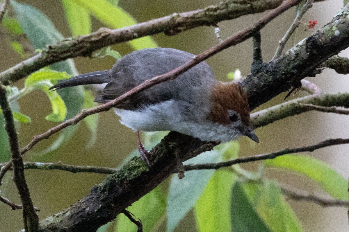 Chestnut-crested Yuhina - ML643582930
