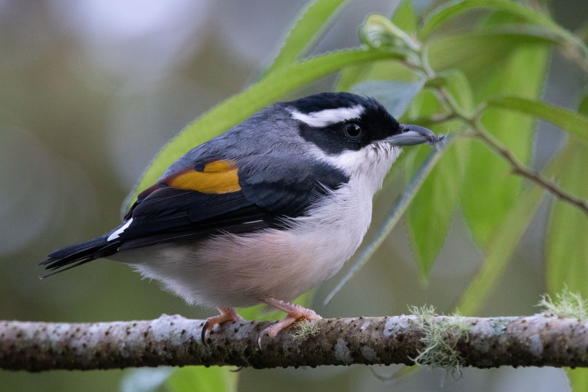 White-browed Shrike-Babbler - ML643582931