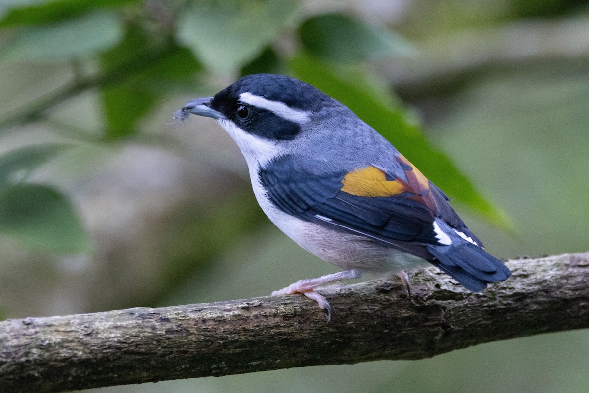 White-browed Shrike-Babbler - ML643582932