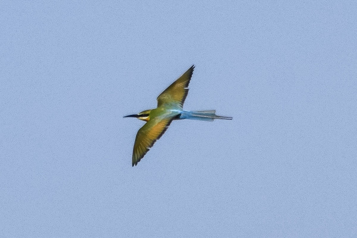 vlha modroocasá - ML643582936