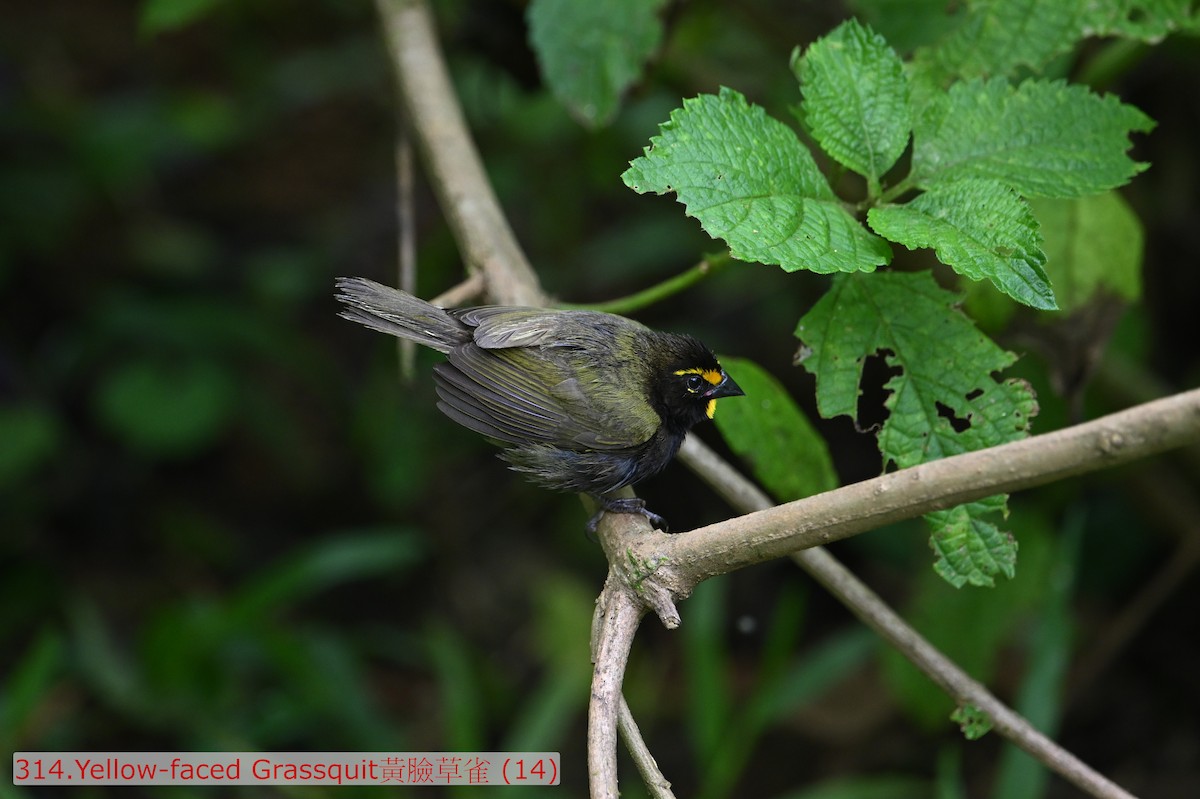 Yellow-faced Grassquit - ML643582940