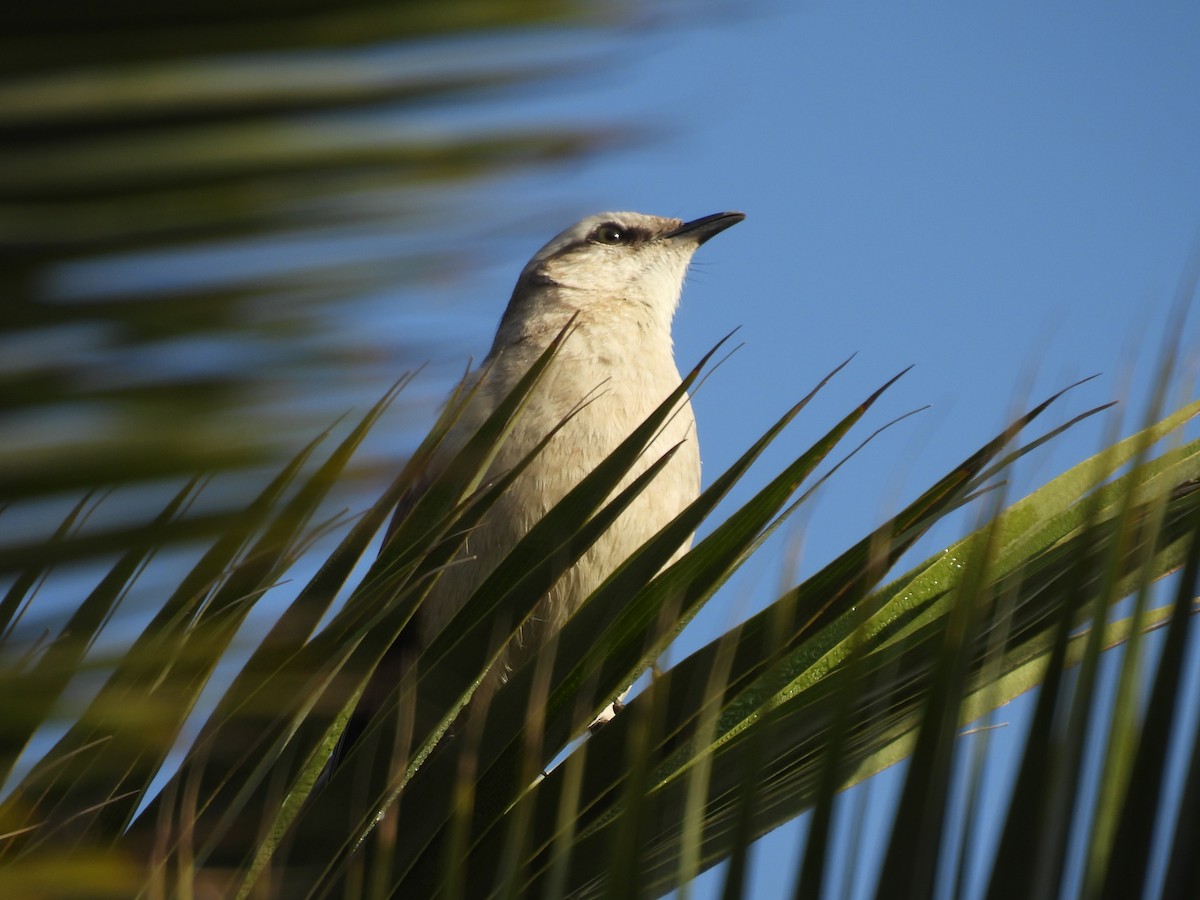 Chalk-browed Mockingbird - ML643582942