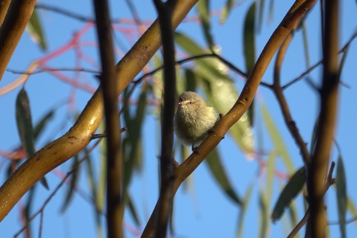 Weebill - ML643582946