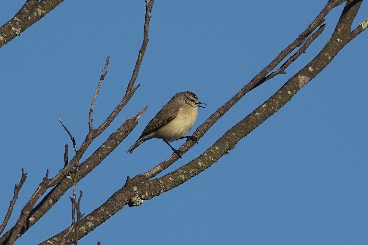 Yellow-rumped Thornbill - ML643582947