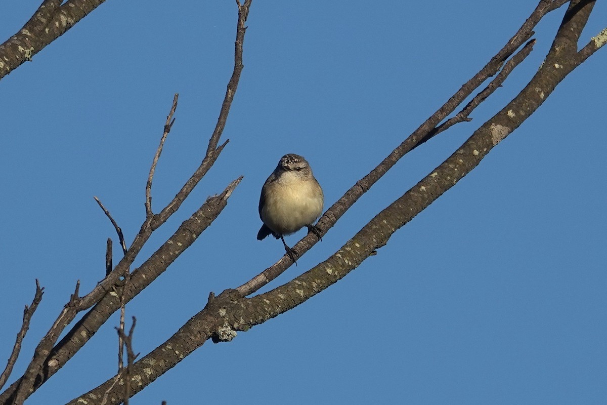 Yellow-rumped Thornbill - ML643582948