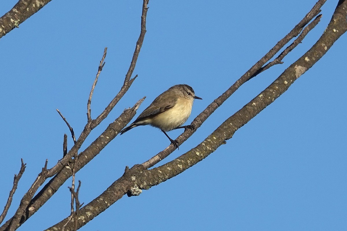 Yellow-rumped Thornbill - ML643582949