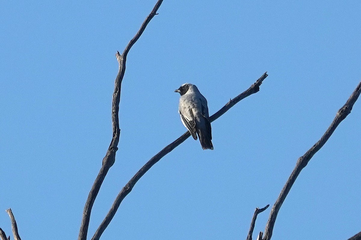 Black-faced Cuckooshrike - ML643582950