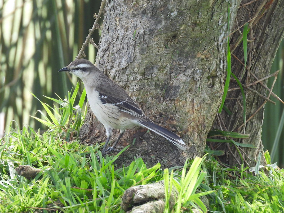 Chalk-browed Mockingbird - ML643582953