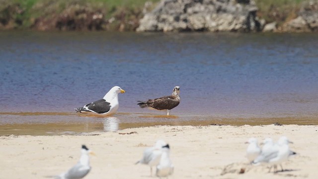 Kelp Gull - ML643582954