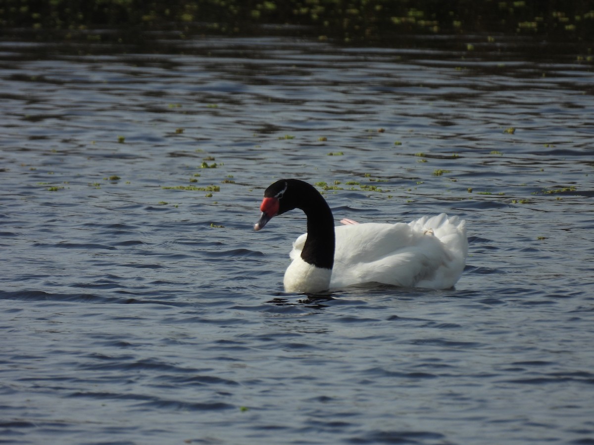 クロエリハクチョウ - ML643582963