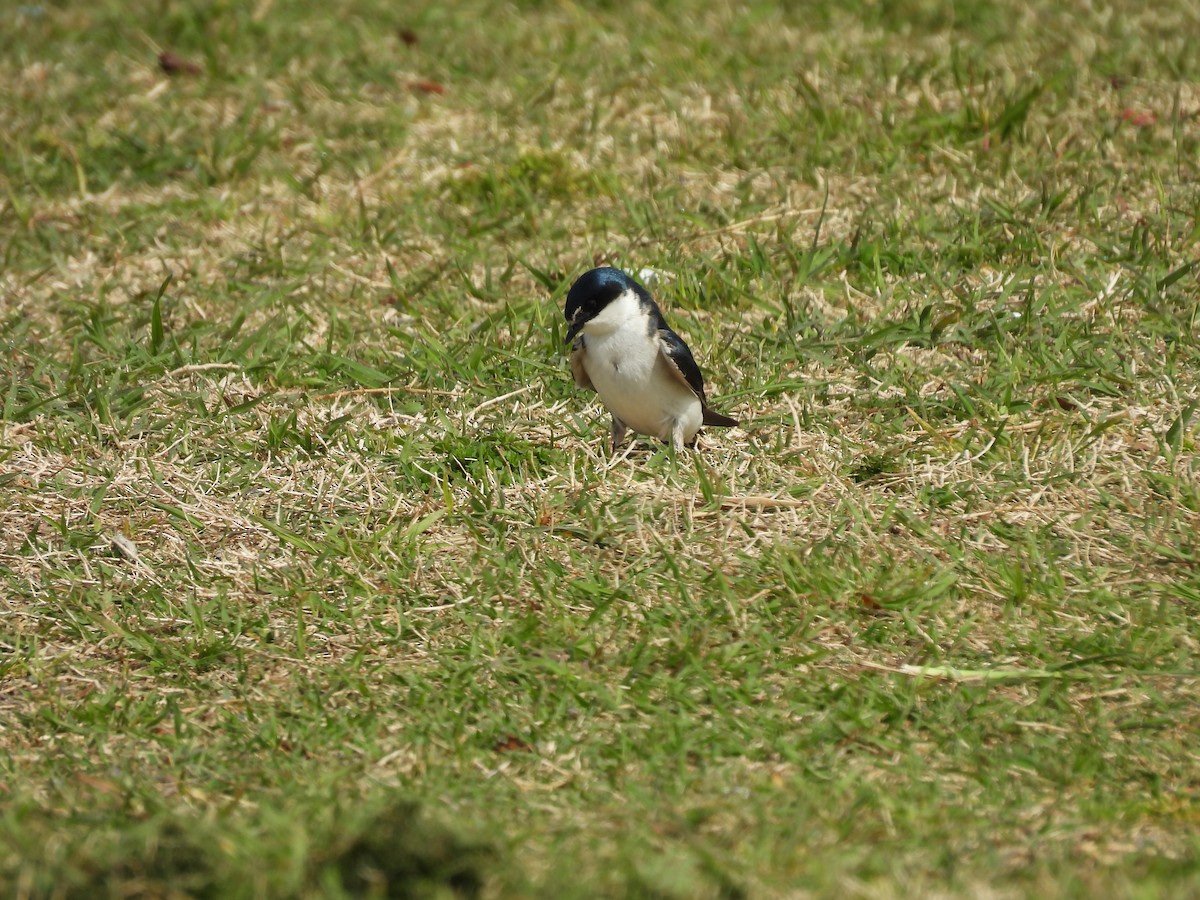 Golondrina Cejiblanca - ML643582967