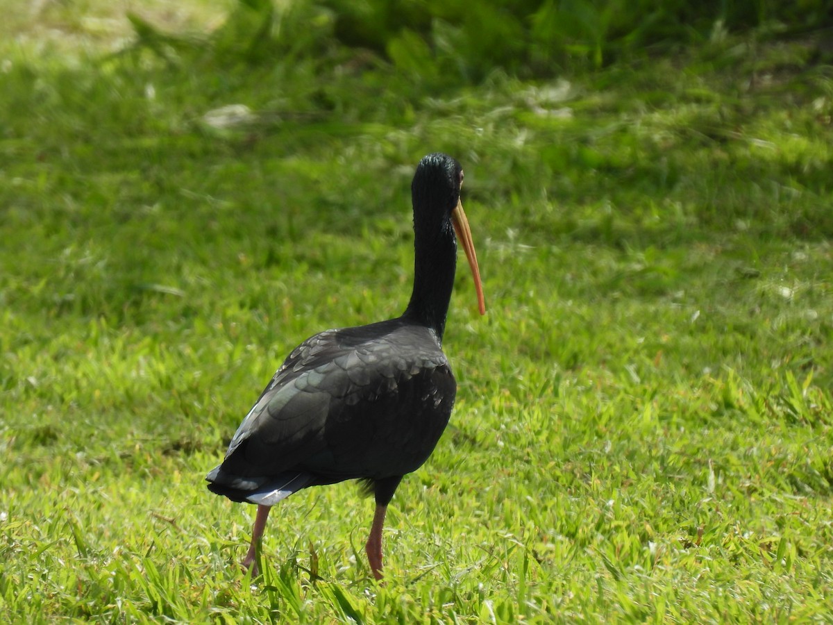 rødmaskeibis - ML643582971