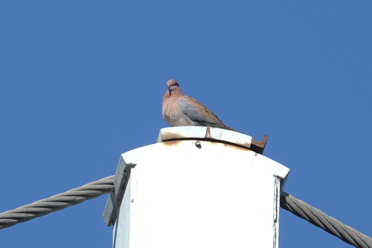 Өөдсөн хүүрзгэнэ - ML643582979